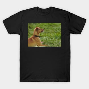 Dog show T-Shirt